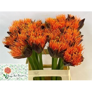 SCAD M KING O ORANGE