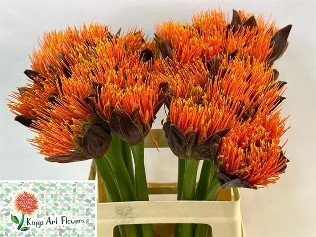 SCAD M KING O ORANGE