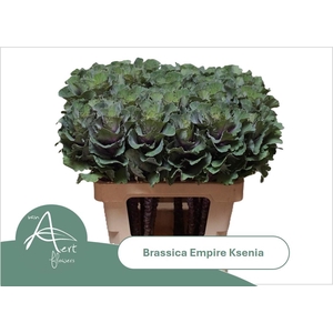 BRASS EMPIRE KSENIA