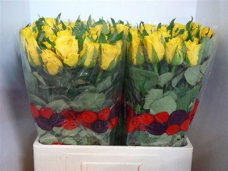 <h4>R Gr Rise & Shine</h4>