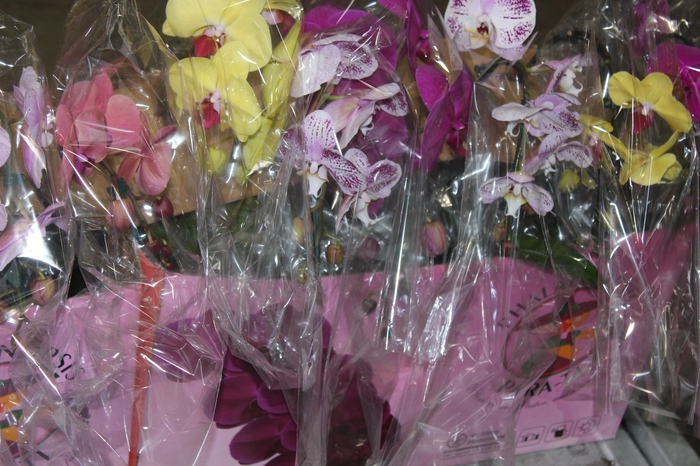 <h4>PHALAENOPSIS CASCATA ESPECIAL P15 MIN 8 FLS</h4>