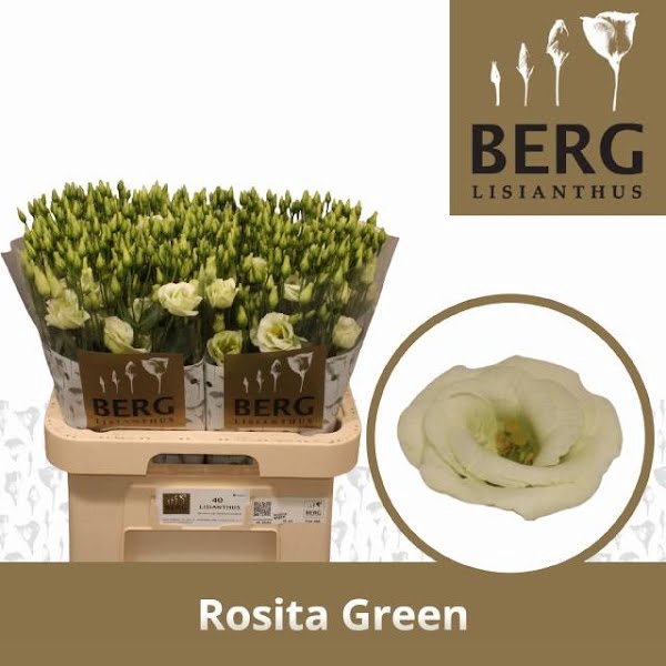 <h4>Eust Rosita Green</h4>