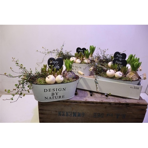 arr8 Arr Bol Knol In Zinken Hengsel Bak Ovaal