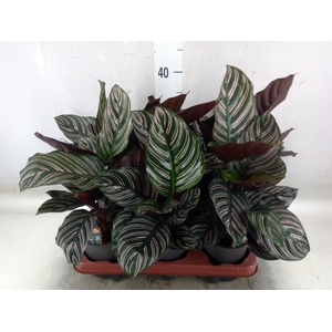 Calathea sanderiana