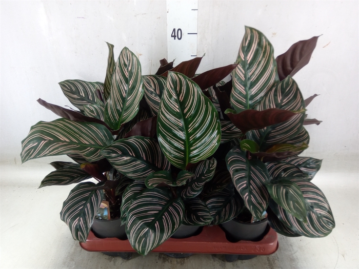 <h4>Calathea sanderiana</h4>