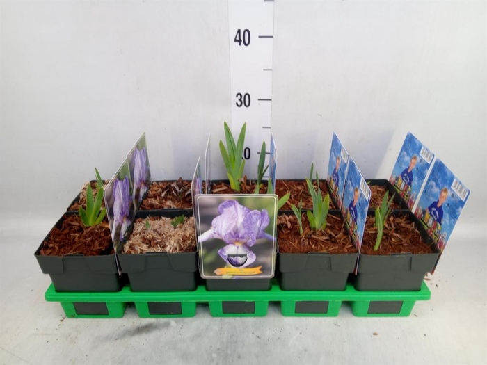 <h4>Iris germanica</h4>