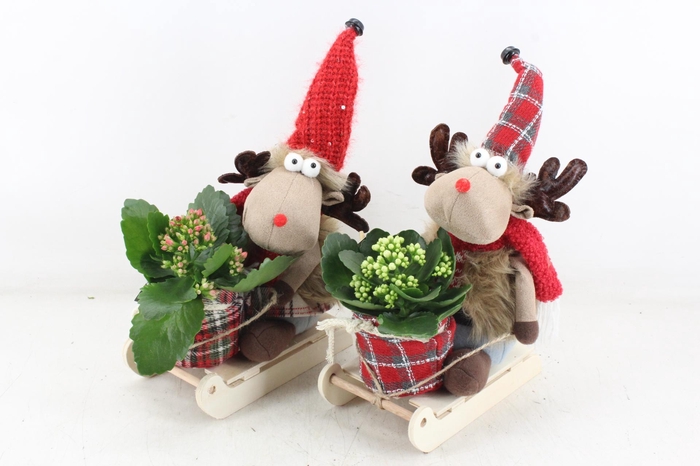 <h4>arr2 MB - Rendier op slee x8</h4>