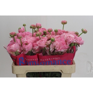 Ranunculus Romance Maritime