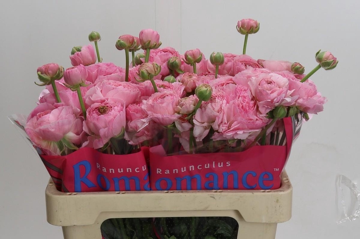 Ranunculus Romance Maritime