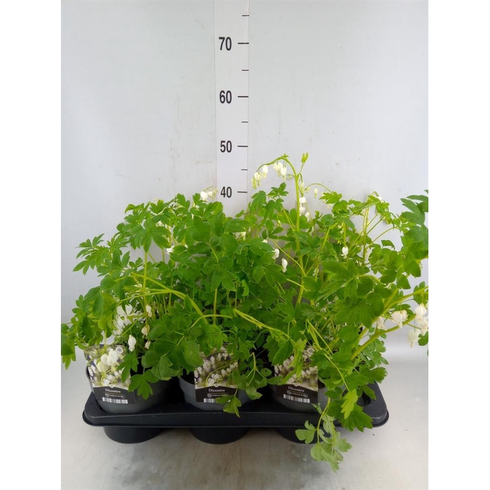 <h4>Dicentra spectabilis</h4>