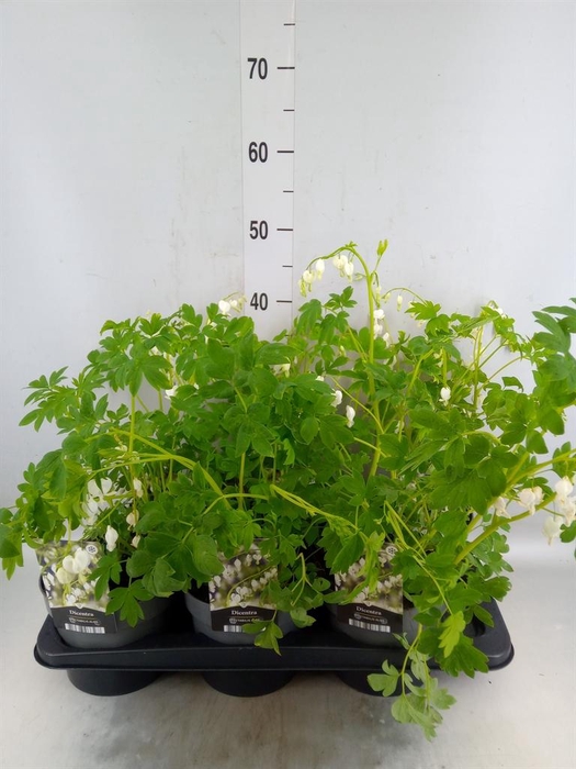 <h4>Dicentra spectabilis</h4>