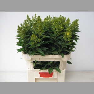 LYSIM VULGARIS