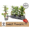 arr8 Tomatenplanten