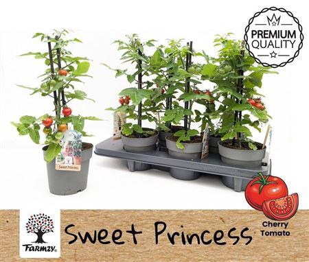 arr8 Tomatenplanten