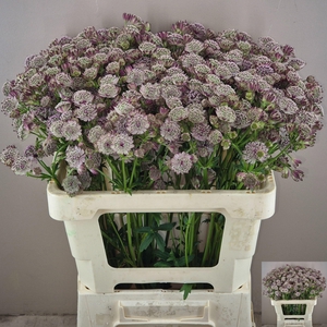 Astr Diamonds Pink