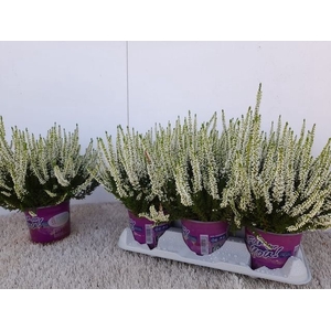 Callu Bl Verenka