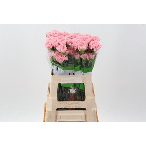 Di St Pink Doncel 60cm