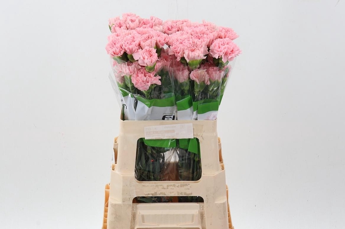 <h4>Di St Pink Doncel 60cm</h4>
