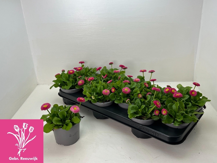 <h4>BELLIS P KL RU ROSE</h4>