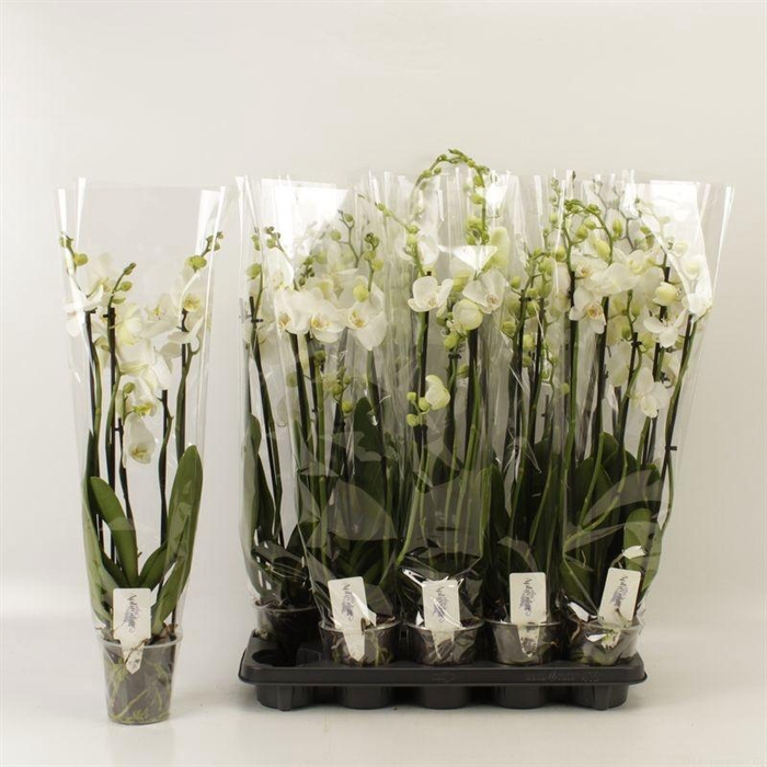 <h4>PHAL OV WIT</h4>