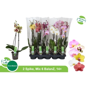 PHAL GEM 6 KL