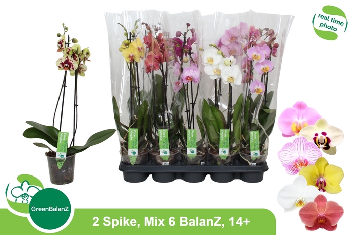 <h4>PHAL GEM 6 KL</h4>