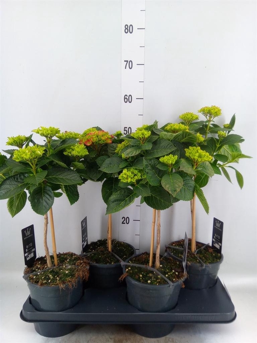 <h4>Hydrangea mac.   ...</h4>