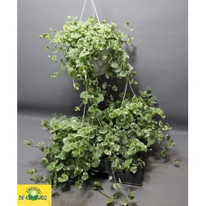 GLECHOMA VARIEGATA