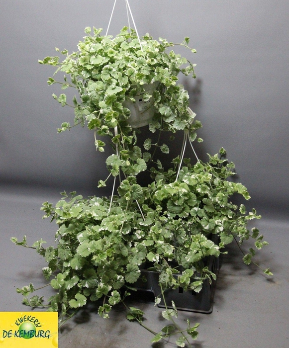 <h4>GLECHOMA VARIEGATA</h4>