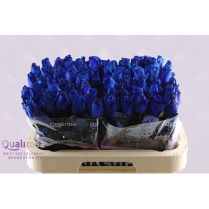 R Gr Special Blue