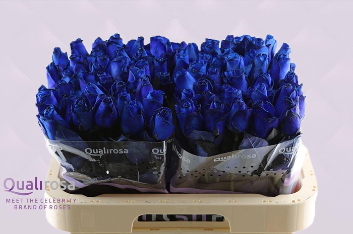 <h4>R Gr Special Blue -in Box</h4>