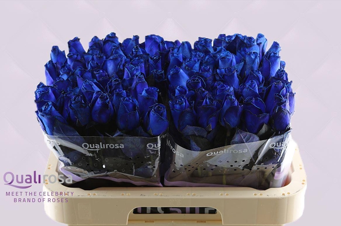 <h4>R Gr Special Blue -in Box</h4>