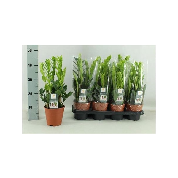 <h4>Zamio Zamiifolia 6+</h4>