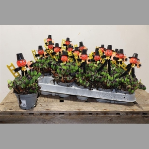 Oxalis Deppei + Schornsteinfeger