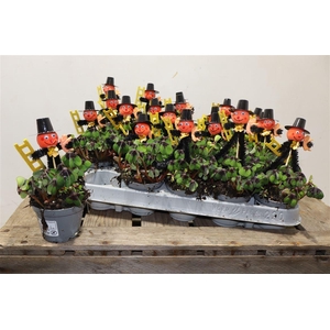 arr8 Oxalis Deppei + Schornsteinfeger