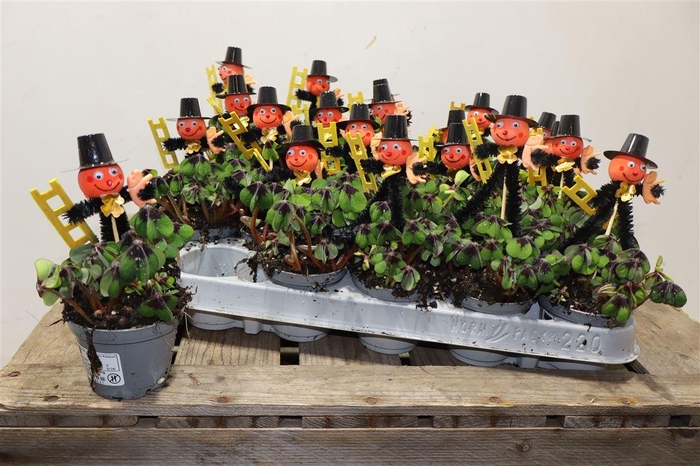 <h4>arr8 Oxalis Deppei + Schornsteinfeger</h4>