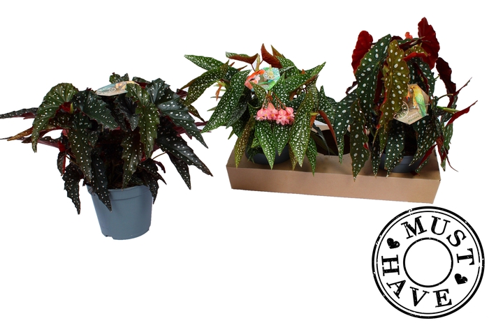 <h4>Maculata Mix 3 soorten 'MUST HAVE'</h4>