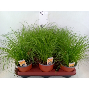 Cyperus alternifolius 'Zumula'