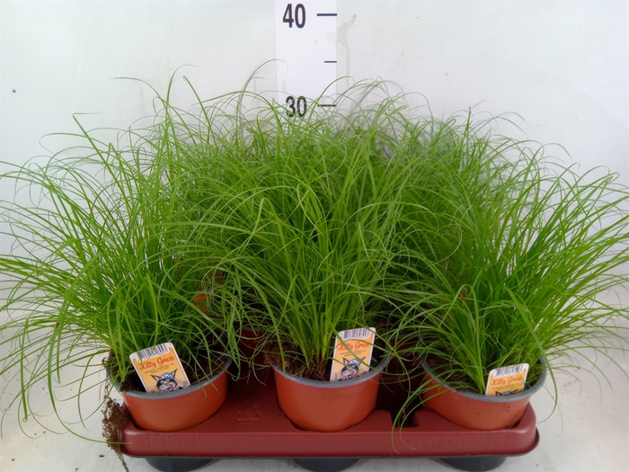 <h4>Cyperus alternifolius 'Zumula'</h4>