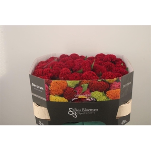 Celosia Reprise Velvet Bordeaux