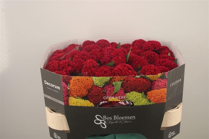 <h4>Celosia Reprise Velvet Bordeaux</h4>