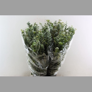Euca Baby Blue 200gr P Bunch