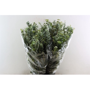 Euca Baby Blue 200gr P Bunch