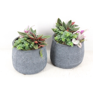 arr3 SN - Bolpot grey 3pl