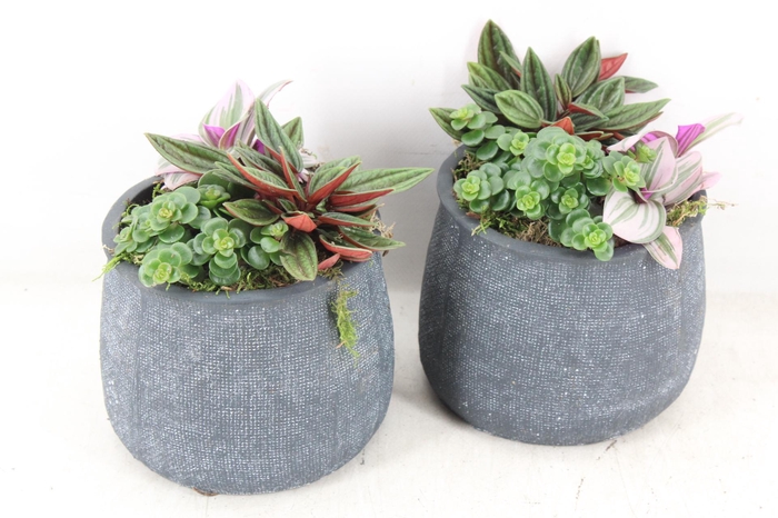 <h4>arr3 SN - Bolpot grey 3pl</h4>