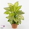 Dieffenbachia Summer Style