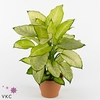 Dieffenbachia Summer Style 17Ø 55cm