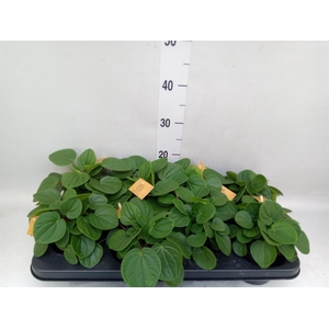 Peperomia albov. 'Rana Verde'