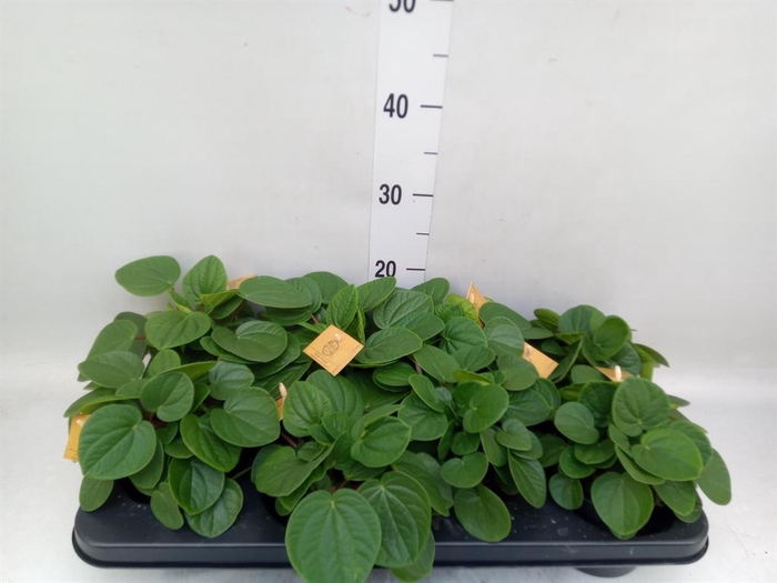 Peperomia albov. 'Rana Verde'