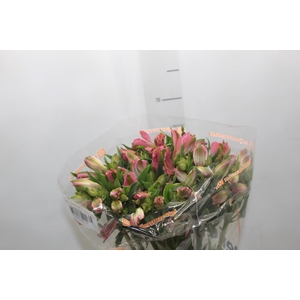 ALSTROEMERIA TOURMALINE 070 CM ROSA